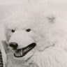 Humphrey Proenneke's profile picture