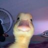zelo's profile picture