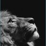 Sir Himothy profil fotoğrafı