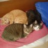 ぴーす's profile picture