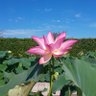Фото профиля たか