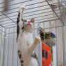 日本猫ファースト🇯🇵 的头像