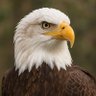 Profilbild von Eman