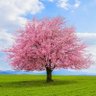 free_speech_warrior profil fotoğrafı