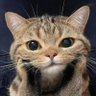 TCM's profile picture