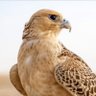 مزهاف ألعقيدي profil fotoğrafı