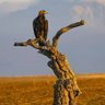 العز بن عبدالسلام profil fotoğrafı