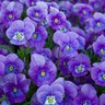 Purple Posies 的头像