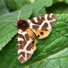Nature Corner's profile picture