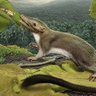 Profilbild von A Useful Mammal