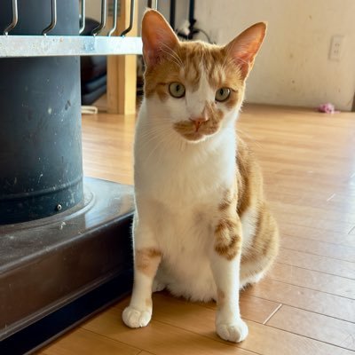 fuku_neko_fuku's profile picture