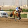 ميادين alkuwaitبإدارة ماجد مطلق العتيبي 🐎🐎🐎 的头像