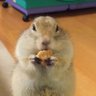 ぴぃちゃん's profile picture