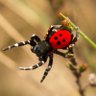 Фото профиля Karen 🐞 Ladybug 🖤☕️🖖🏻🍀