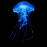 Jellydrink's profile picture