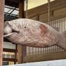 ヤマトヤ profil fotoğrafı
