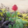 Фото профиля Shafee Ashor