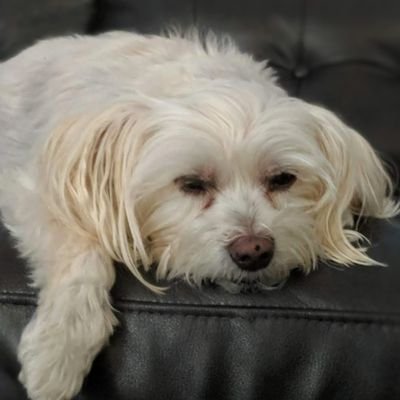 IrishKat00's profile picture