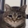 Bolta's profile picture
