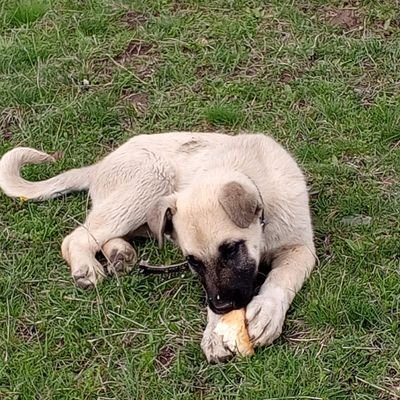 naz371353's profile picture