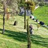 Bodrum gümüşlük 的头像