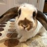 Lola's profile picture