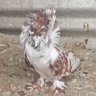 Mohammed zahid's profile picture