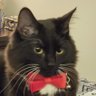 GentlemanCat 的头像