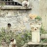 🐱🌍🌞🌒Viva España, Rescatador de gatitos profil fotoğrafı