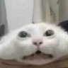Zoephie 的头像
