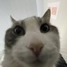 Profilbild von Fartshart