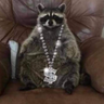 Raccoon's profile picture