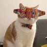williamsstanford's profile picture