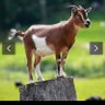 big thing's profile picture
