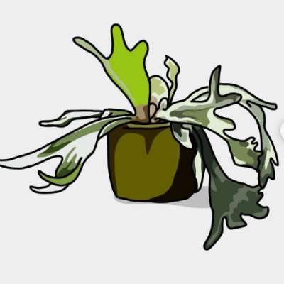 コウモリラン's profile picture