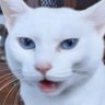南野雪花@『ねこの湯、営業中です!』発売中です profil fotoğrafı