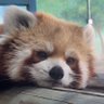 Lazybear's profile picture