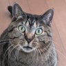 だちょ's profile picture