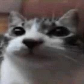 hum's profile picture
