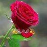 Profilbild von الهنائية