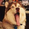 Mog's's profile picture