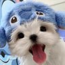 Profilbild von puppy