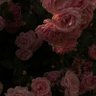صِبا. profil fotoğrafı