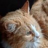 YuzuMilkNZ❤️🐱⛸'s profile picture