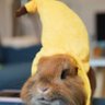 Bonnie Fluff's profile picture