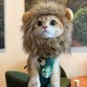 猫猫侠 的头像