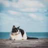 Camille Runte's profile picture