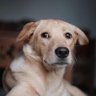 Profilbild von Myrtle Schimmel