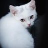 Dolores Lynch's profile picture