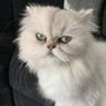 Autumn Frami's profile picture